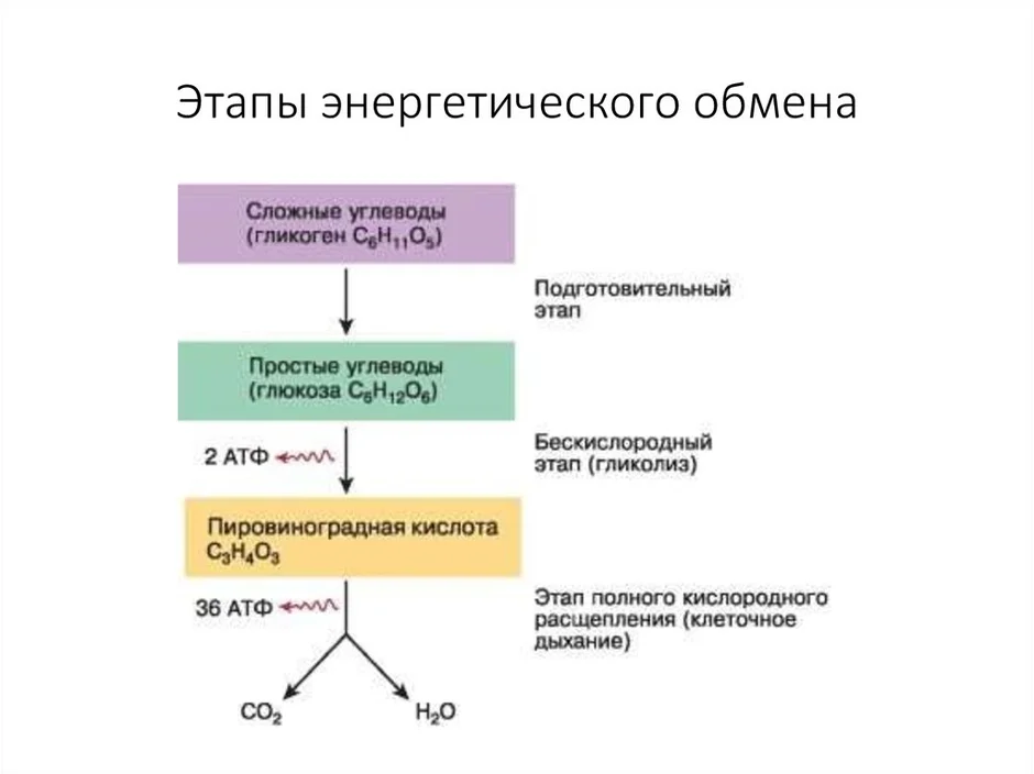 Энергетический обмен рисунок