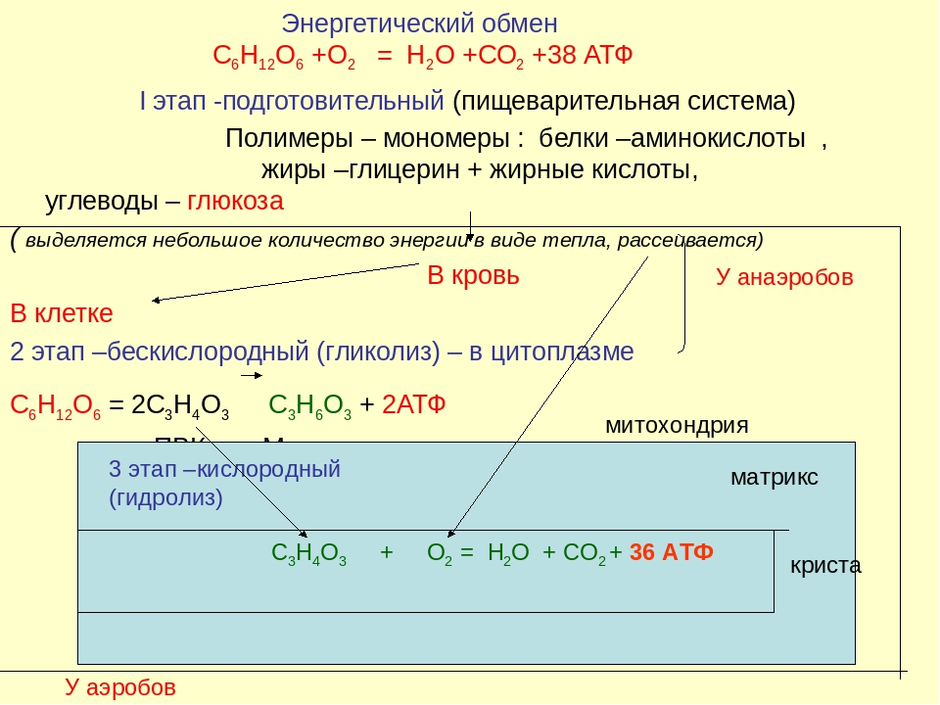 Энергетический обмен в клетке 9 класс презентация