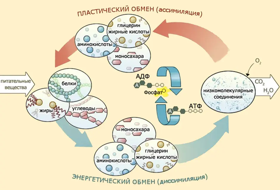Биосинтез митохондрий. Этапы обмена веществ схема. Этапы метаболизма схема. Обмен веществ энергетический и пластический схема. Схема обмена веществ в организме метаболизм.