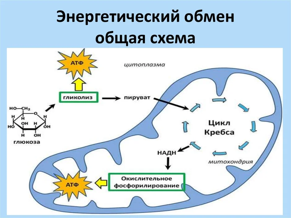 Энергетический обмен презентация 10 класс биология