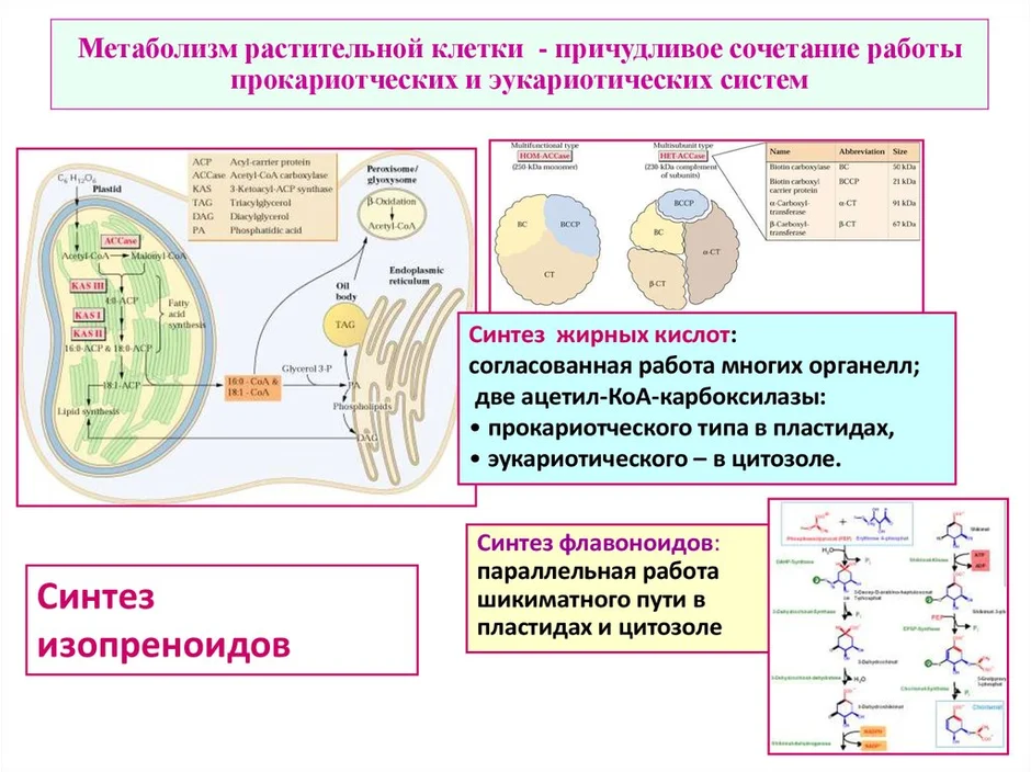 Энергетический обмен рисунки