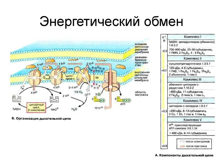 Энергетический обмен рисунок