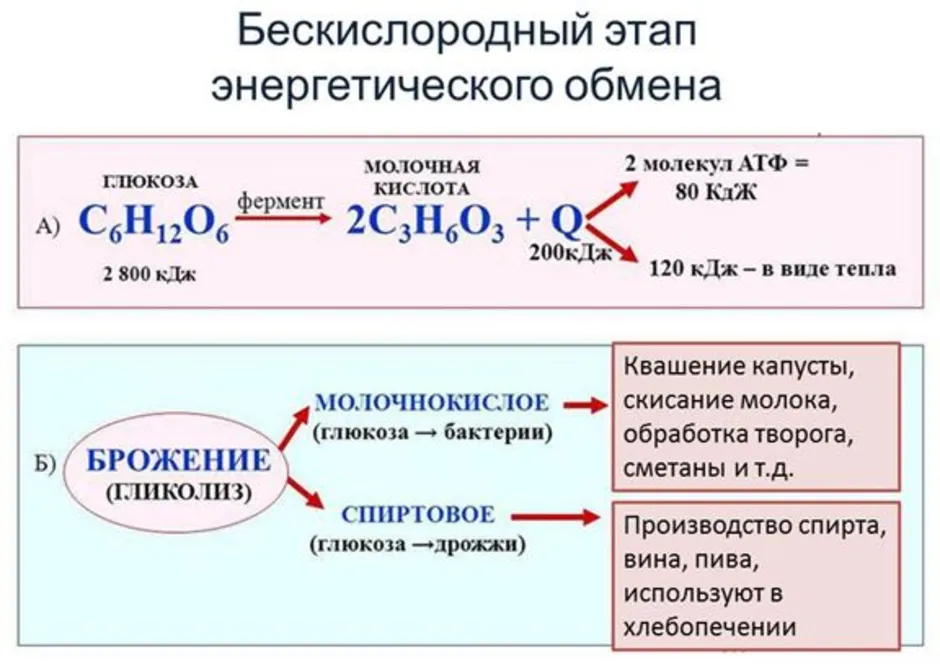 Образуется 2 атф в гликолизе. Этапы энергетического обмена бескислородный этап. Кислородный этап энергетического обмена схема. Бескислородный этап энергетического обмена формула. Этапы энергетического обмена гликолиз.