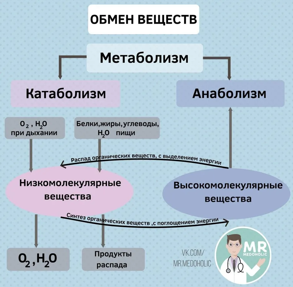 Схема метаболизма человека полная