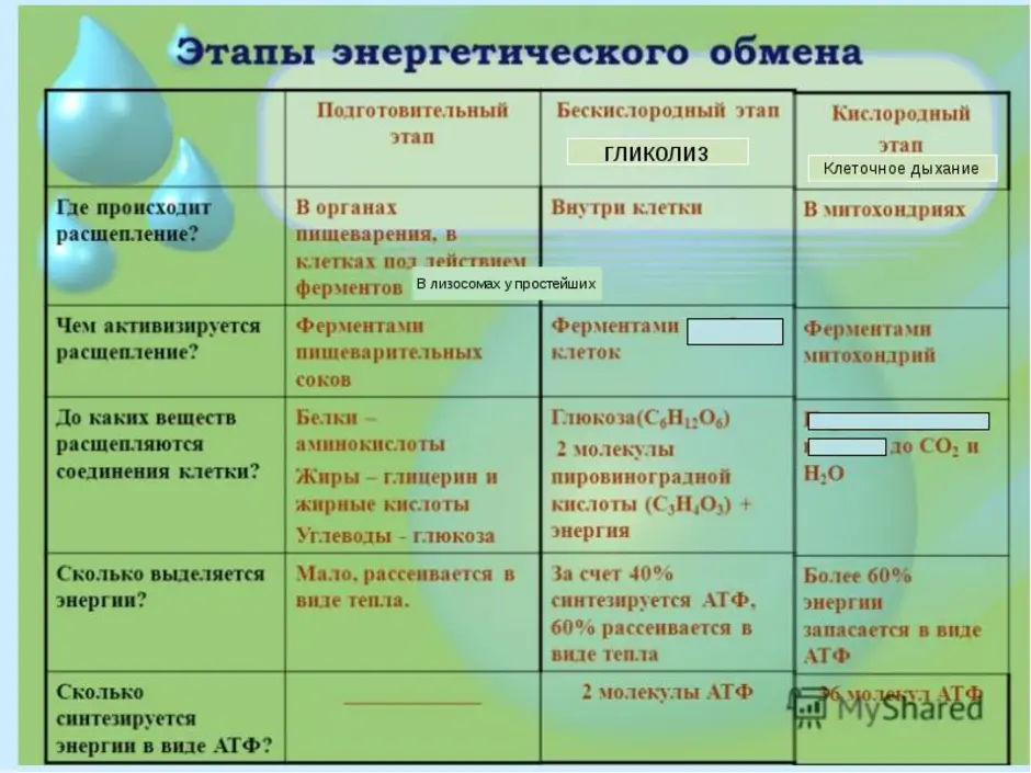 Презентация энергетический обмен в клетке 10 класс