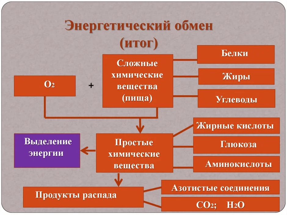 Энергетический обмен рисунки