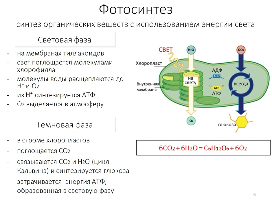 Энергетический обмен картинка