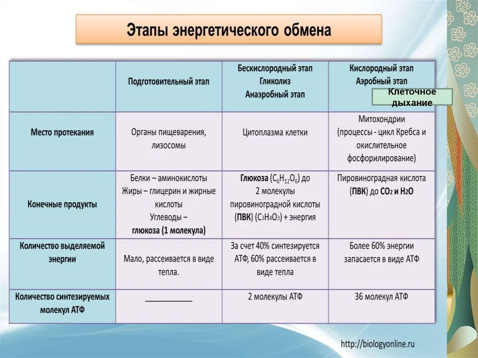 Энергетический обмен рисунок