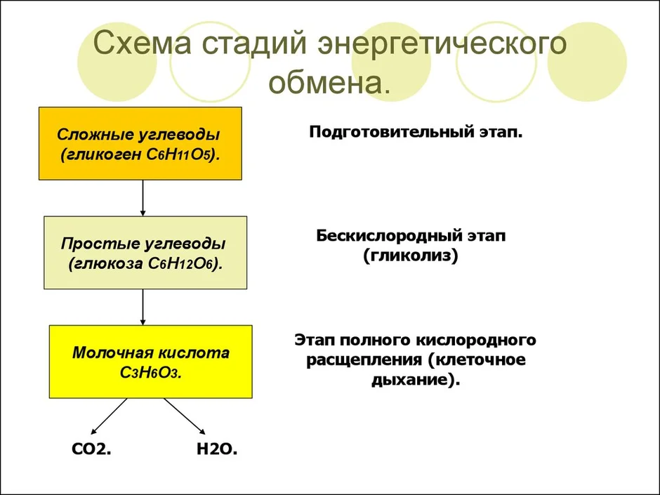 Энергетический обмен рисунки