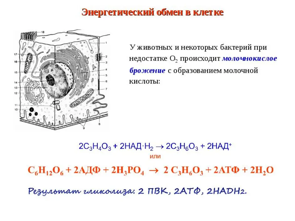 Энергетический обмен рисунки