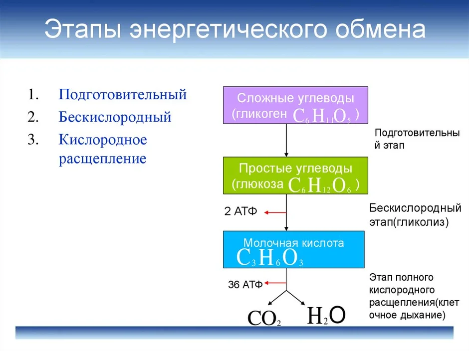 Энергетический обмен рисунки