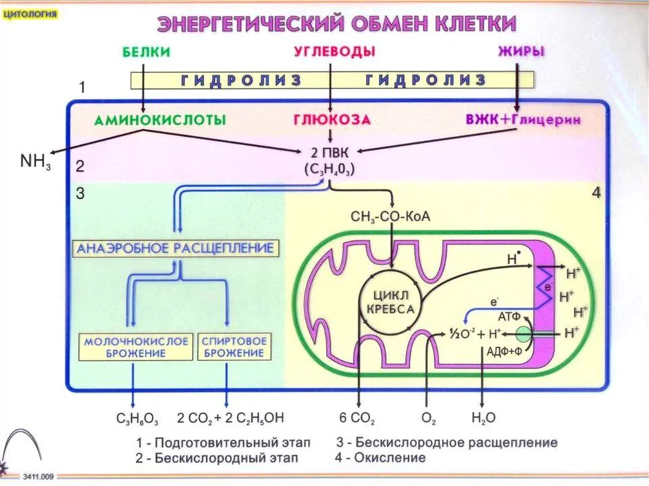 Энергетический обмен егэ презентация