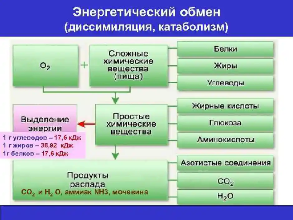 Сравните этапы энергетического обмена. Схема энергетического обмена углеводов. Этапы энергетического обмена углеводов. Энергетический обмен катаболизм диссимиляция.