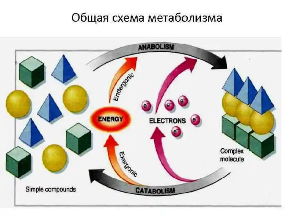 Метаболизм энергетический обмен