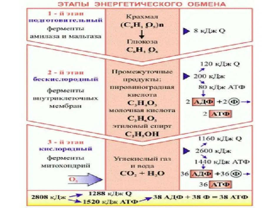 Энергетический обмен рисунки