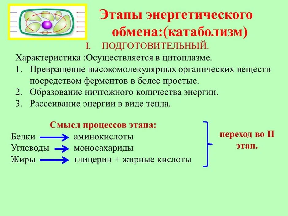 Презентация энергетический обмен в клетке 10 класс