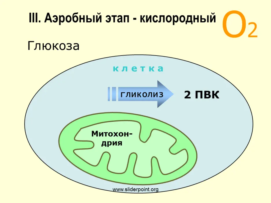 Энергетический обмен в митохондриях рисунок