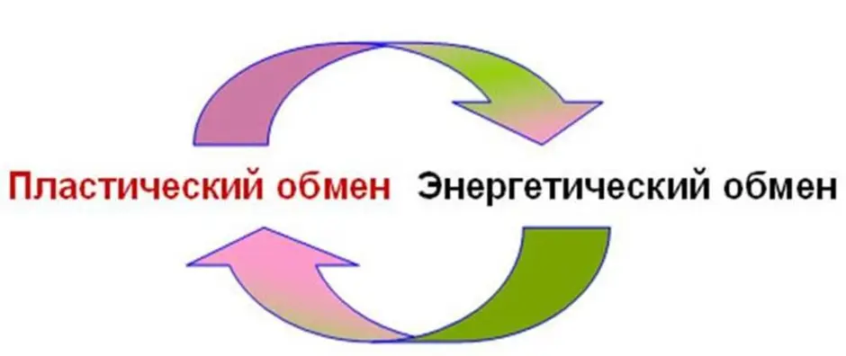 Энергетически эффективный. Пластический обмен и энергетический обмен. Пластический и энергетический обмен рисунок. Схема пластического и энергетического обмена. Что такое пластический и энергетический обмен в биологии.