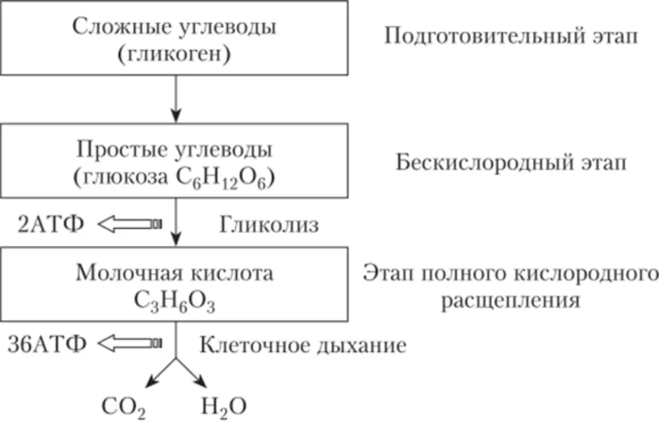 Схема этапов энергетического обмена. Схема процессов энергетического обмена. Третий этап энергетического обмена схема.
