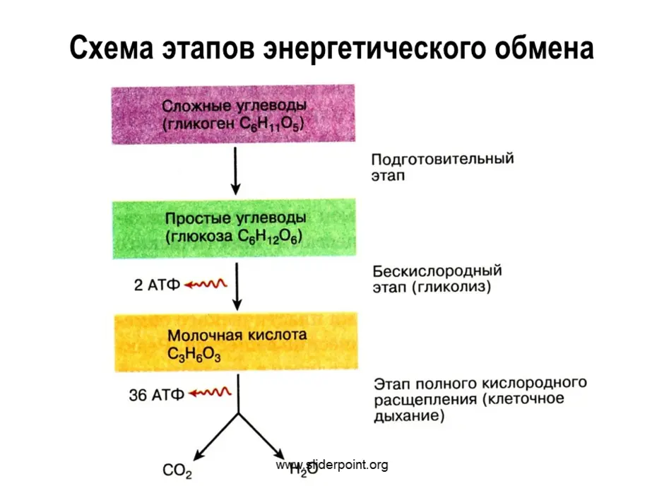 Энергетический обмен картинка егэ