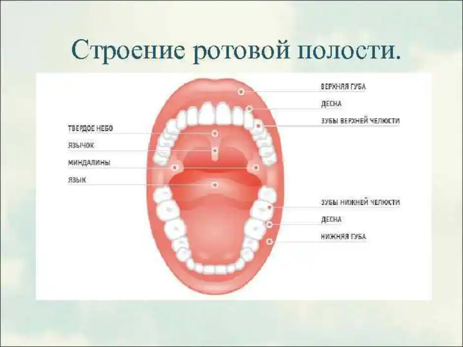 Рот человека строение в картинках