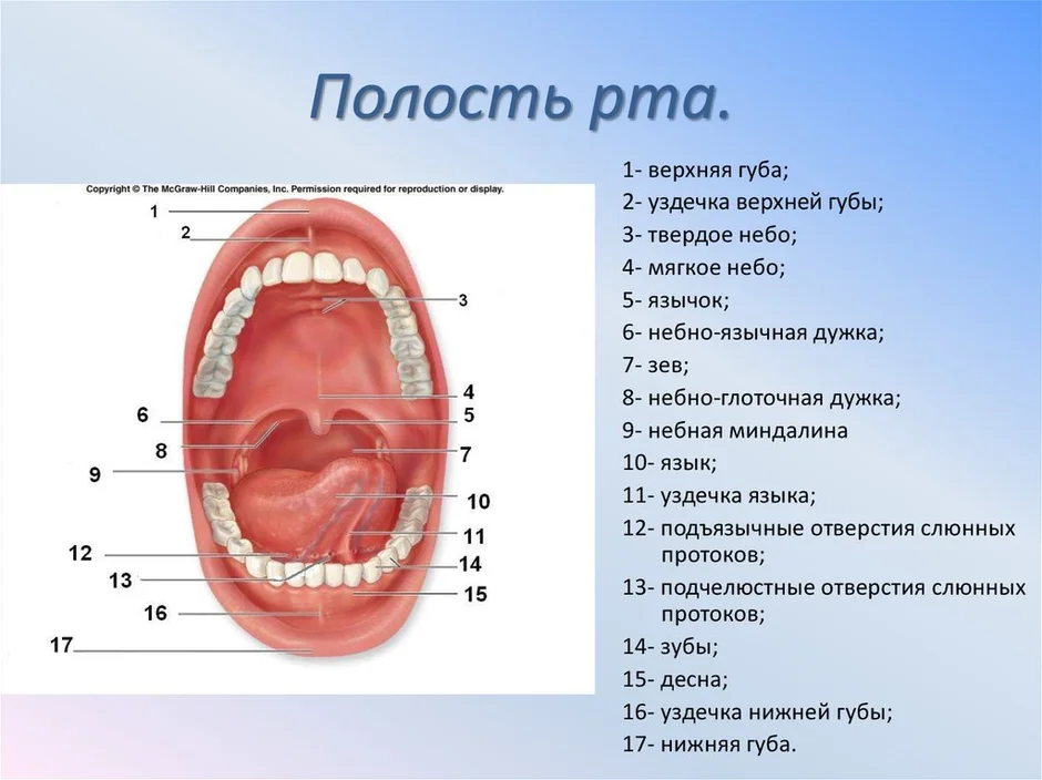 Полость рта презентация