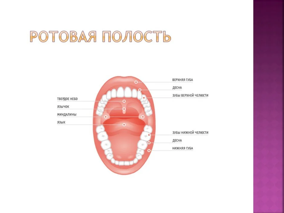 Ротовая полость рисунок