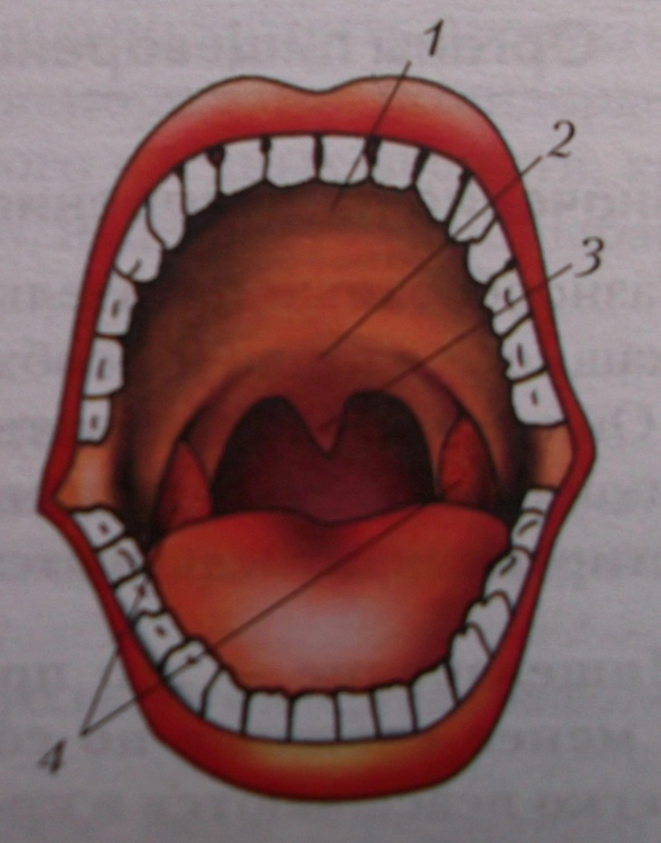 Открытая полость рта. Строение ротовой полости.