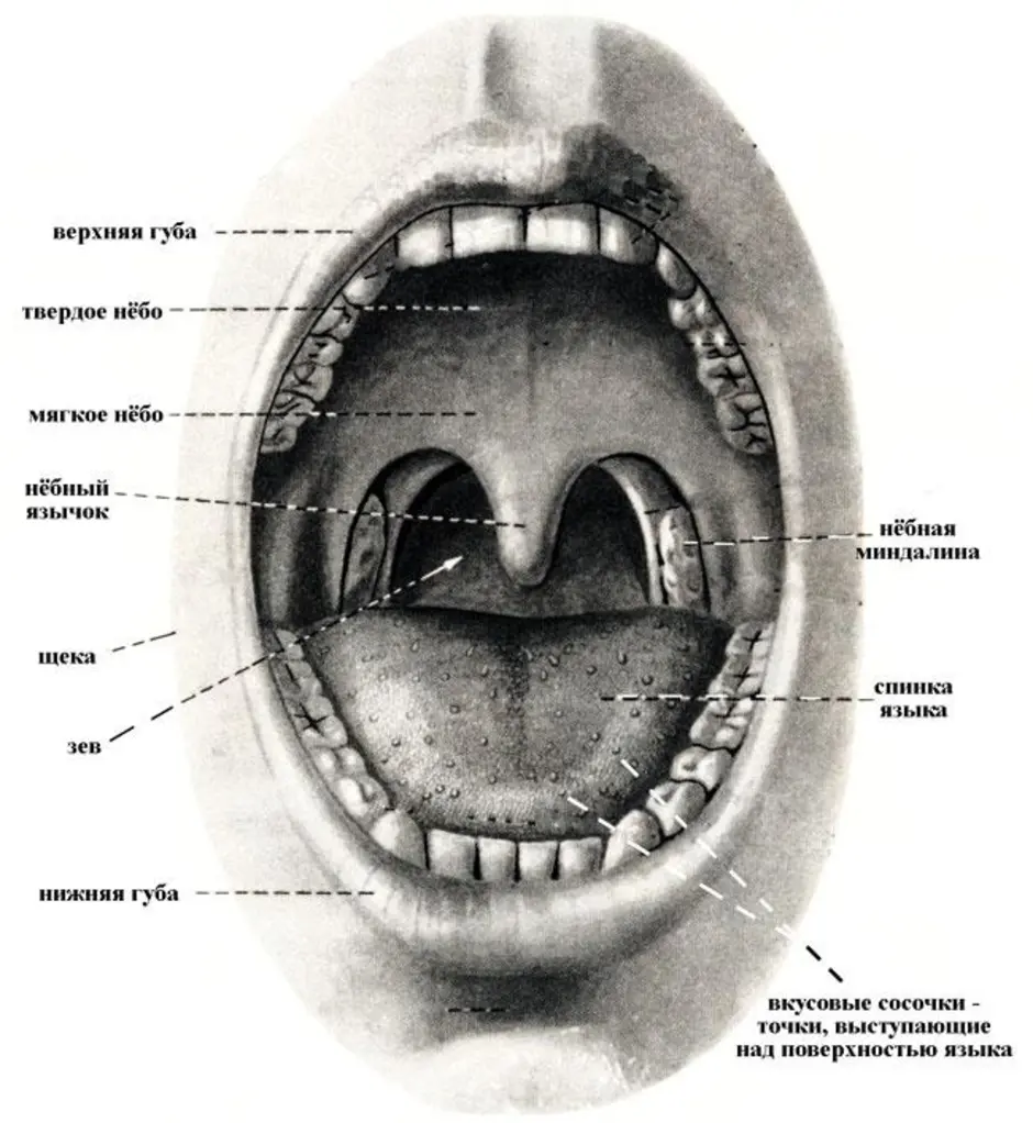 Ротовая полость рисунок