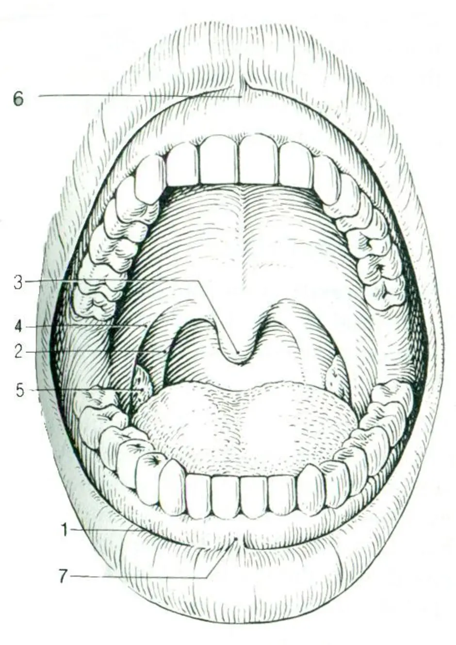 Передняя полость рта. Небно язычная дужка анатомия. Небно язычная дужка строение. Анатомия твердого неба верхней челюсти.