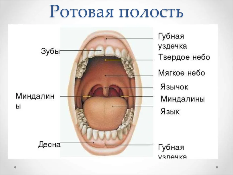 Ротовая полость рисунок