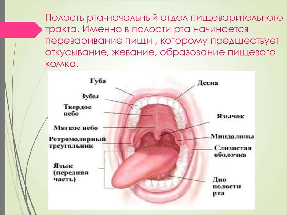 Строение ротовой полости человека схема с описанием