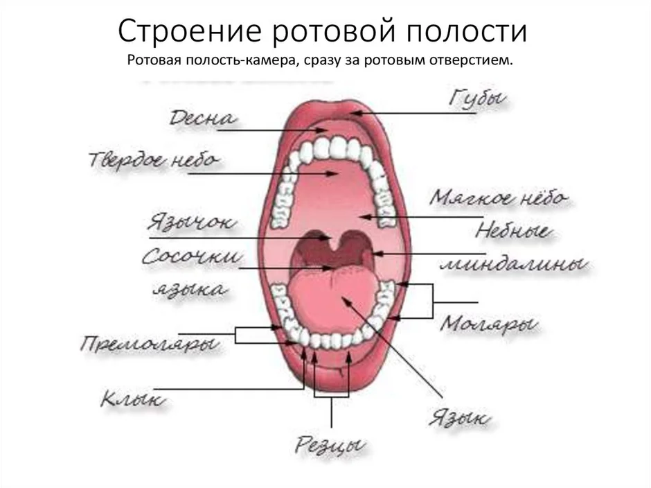 Строение ротовой полости человека схема