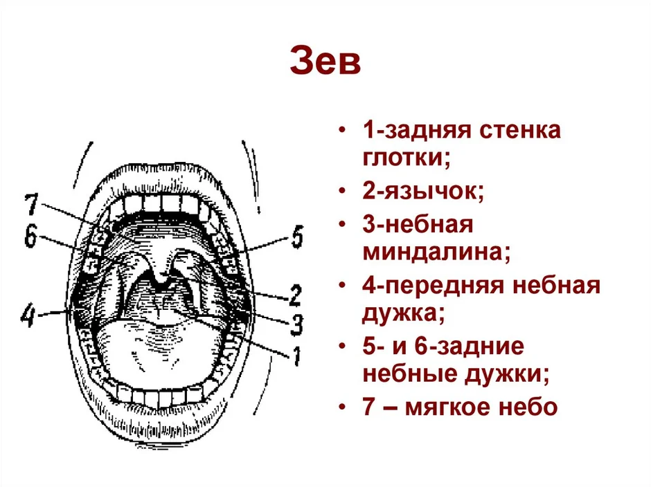 Ротовая полость рисунок