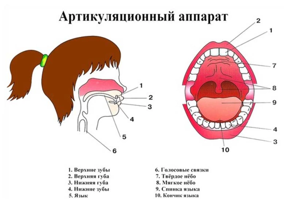 Строение артикуляционного аппарата логопедия речевая карта