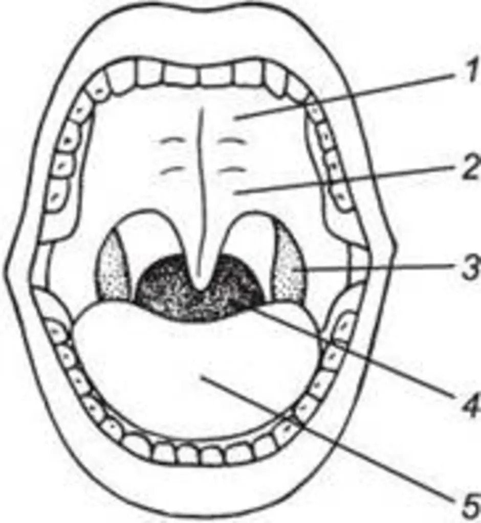 Границы полости рта. Строение ротовой полости человека схема. Ротовая полость строение рисунок. Анатомия твердого неба верхней челюсти.