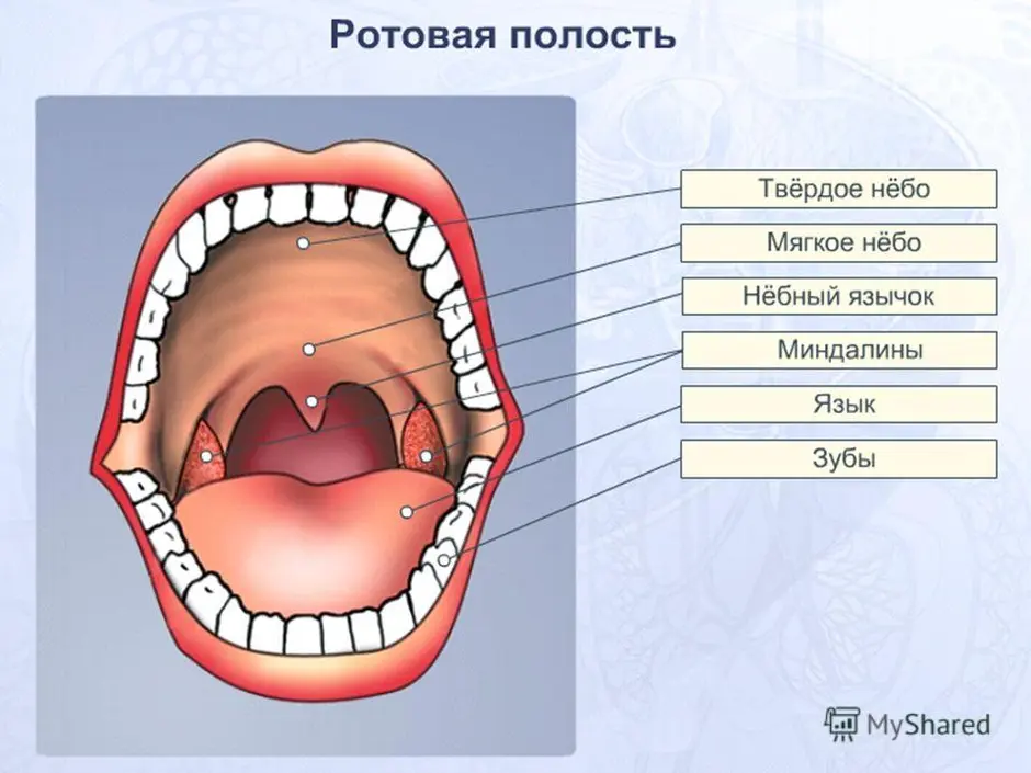 Ротовая полость рисунок