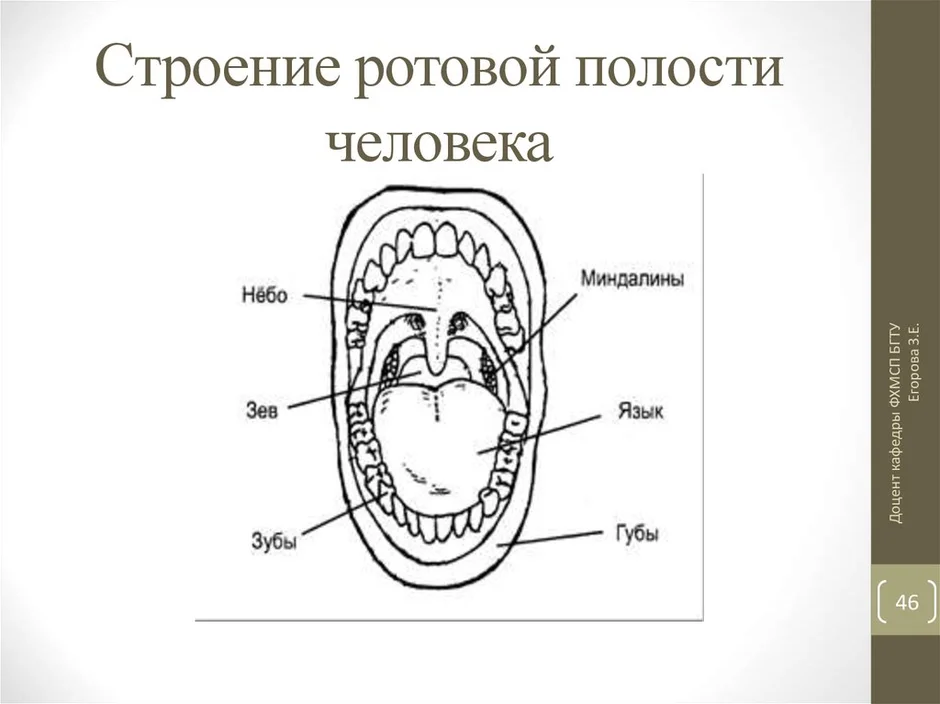 Строение ротовой полости схема