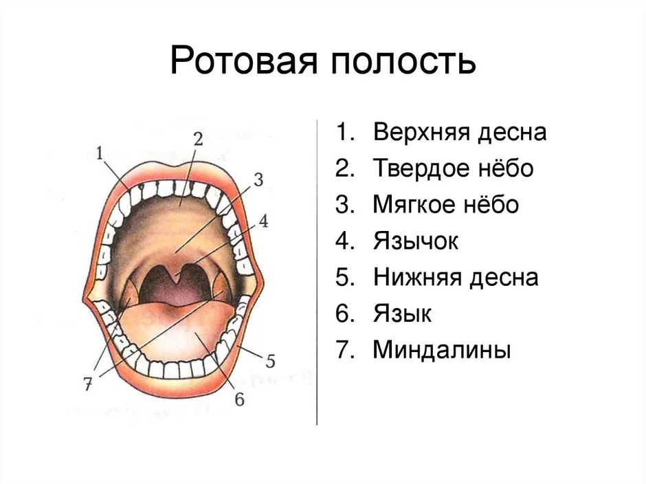 Полость рта картинки