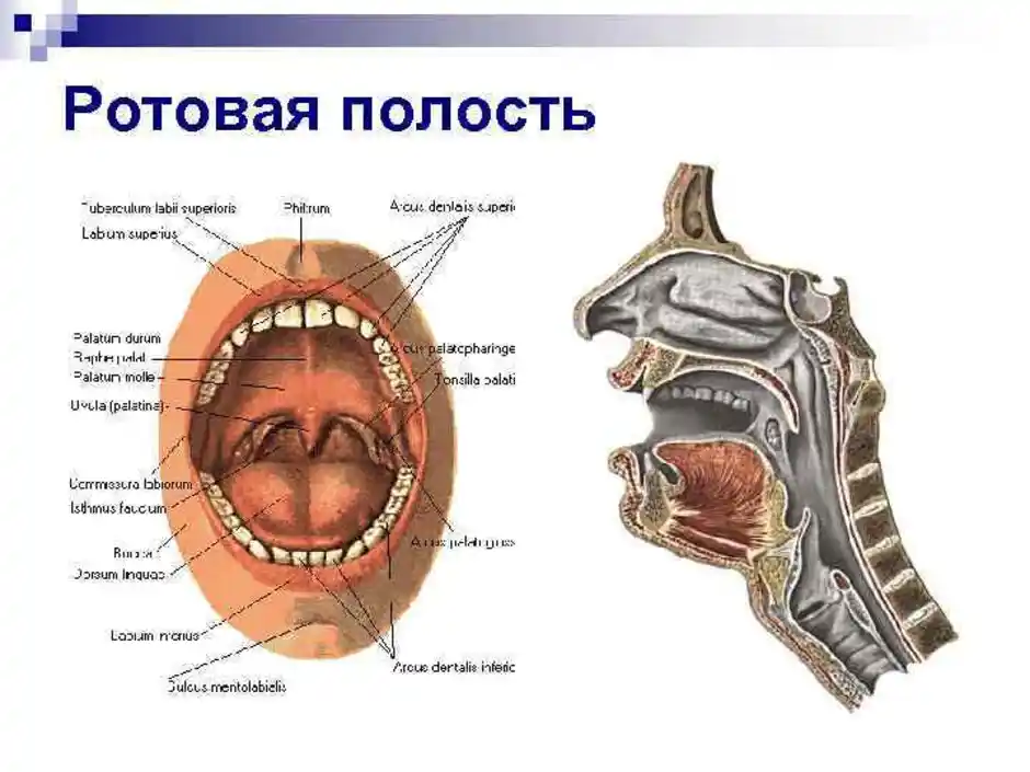 Строение полости рта. Строение ротовой полости сбоку. Пищеварительная система ротовая полость. Отделы пищеварительной системы ротовая полость. Анатомическое строение ротовой полости человека.