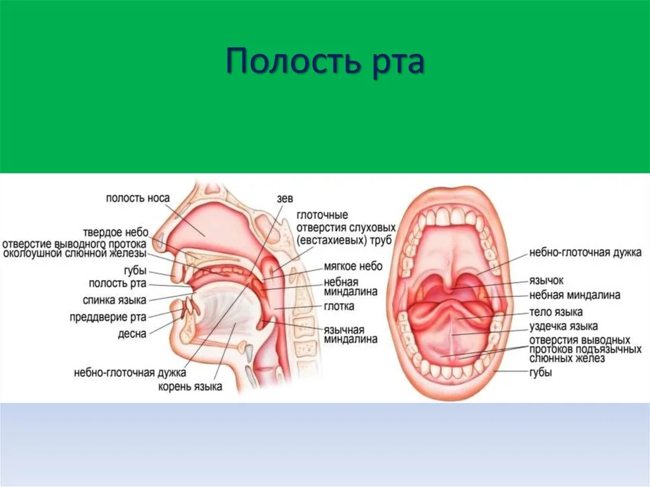 Ротовая полость рисунок