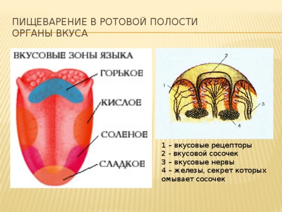 Полость показывать