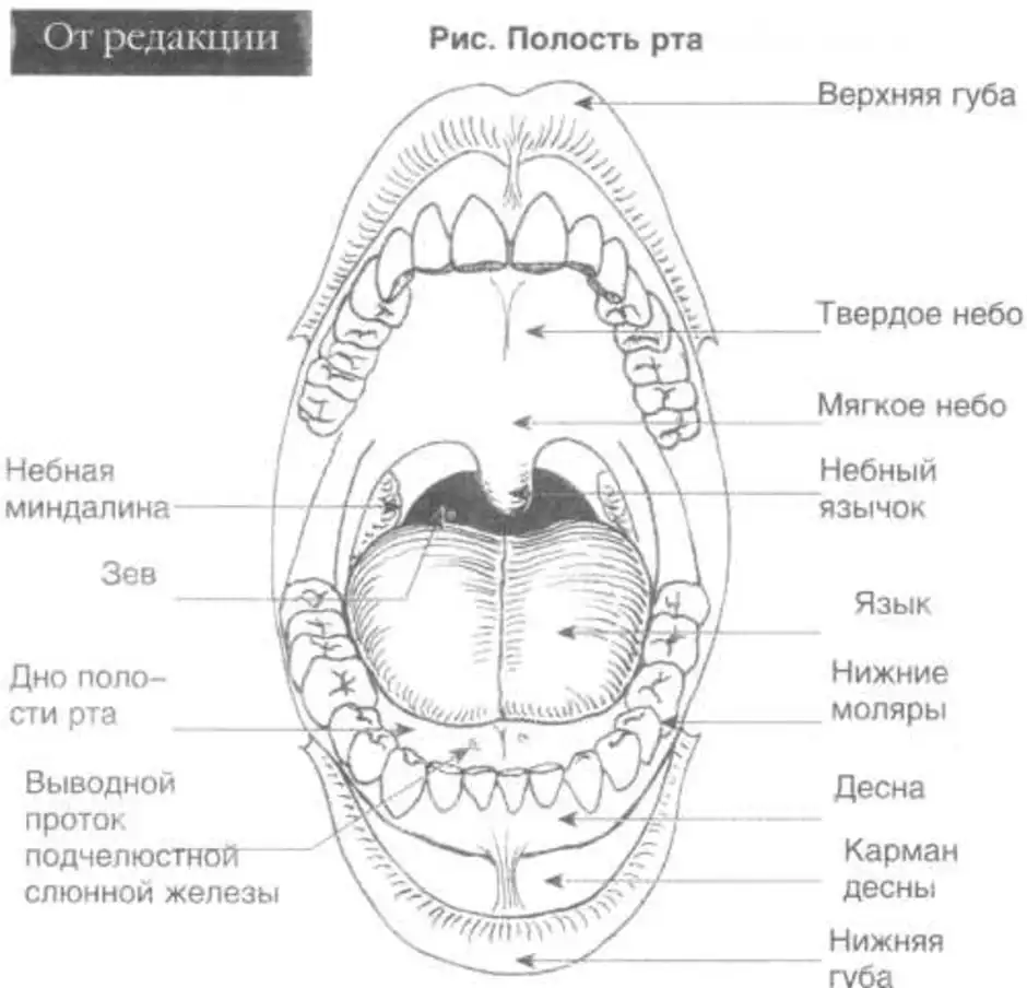 Схема полости рта человека