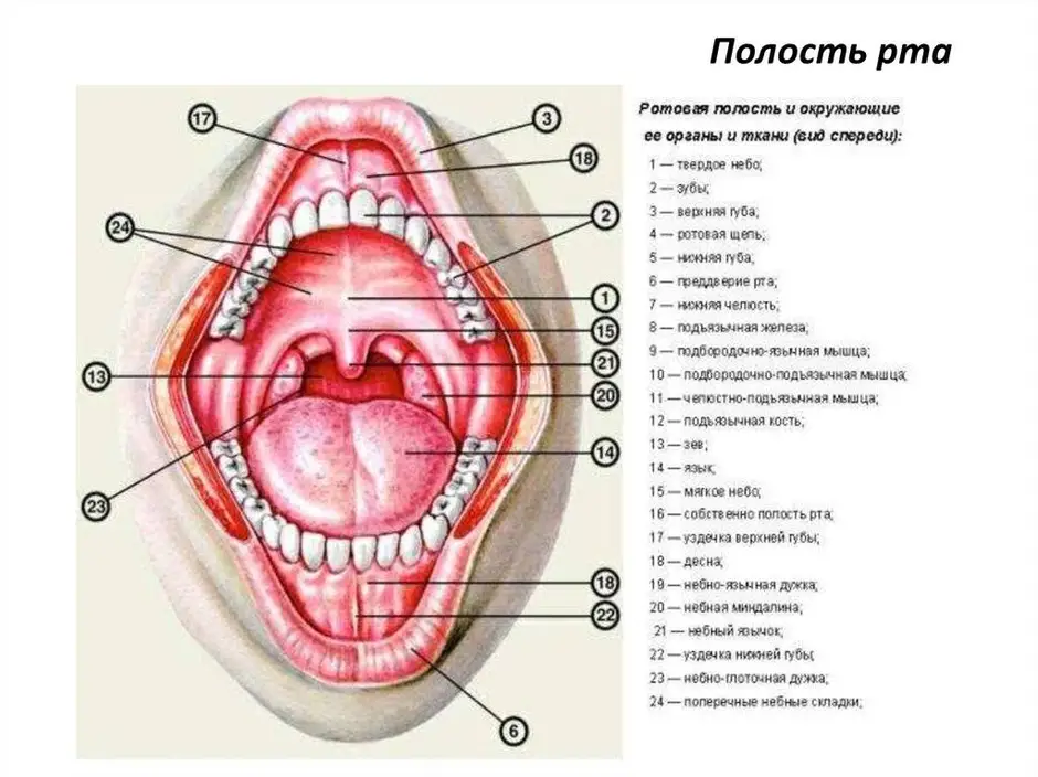 Ротовая полость рисунок