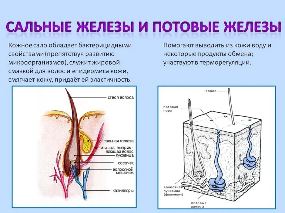 Определи какой цифрой обозначена на рисунке сальная железа