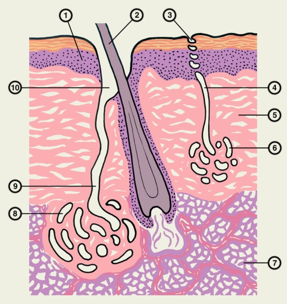Почему протоки сальных желез впадают в волосяную. Апокриновые потовые железы строение гистология. Выводной проток потовой железы. Потовые и сальные железы строение. Потовые и сальные железы кожи гистология.