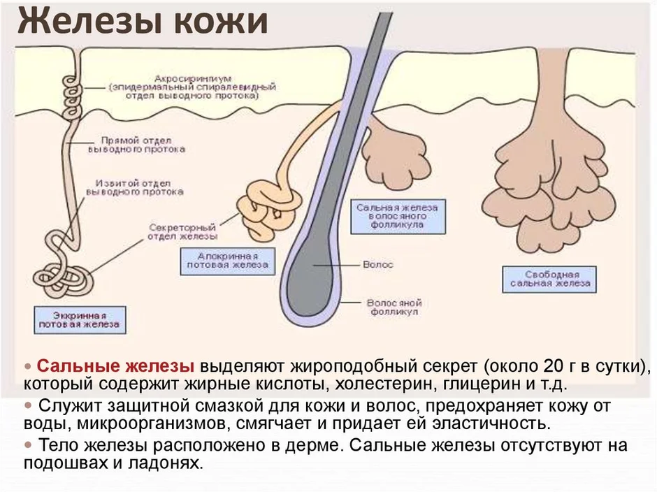 Под каким номером на рисунке изображена потовая железа