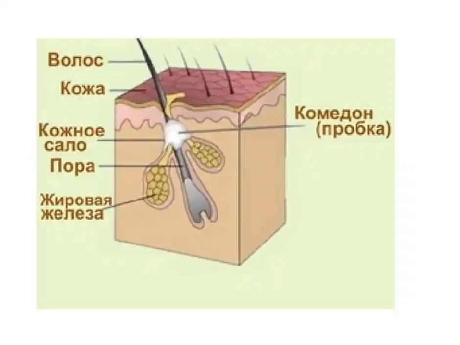 Тип сальных желез кожи