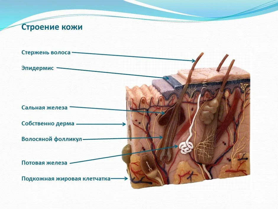 Сальная железа рисунок кожи