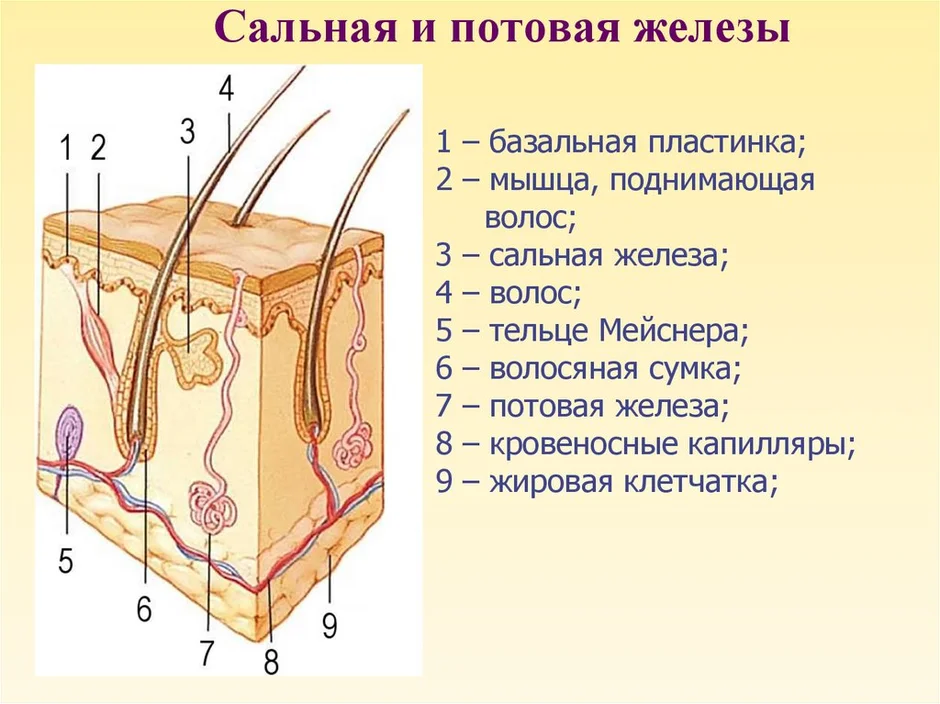 Сальная железа на рисунке